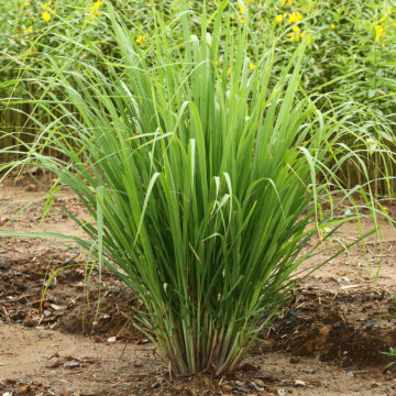 Lemon Grass Seeds